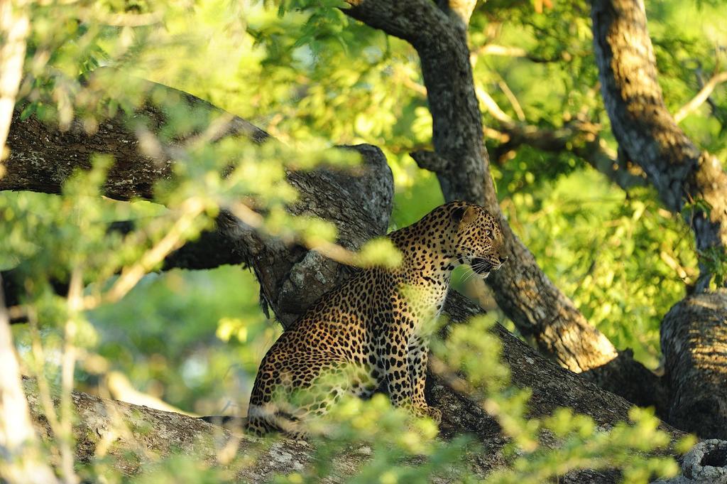 Kulu Safaris Hotel Yala Ngoại thất bức ảnh